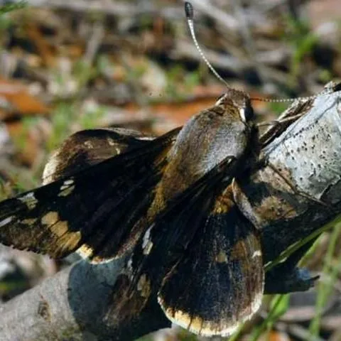thumbnail for publication: Yucca Giant-Skipper Butterfly, Megathymus yuccae (Boisduval & Leconte) (Insecta: Lepidoptera: Hesperiidae)
